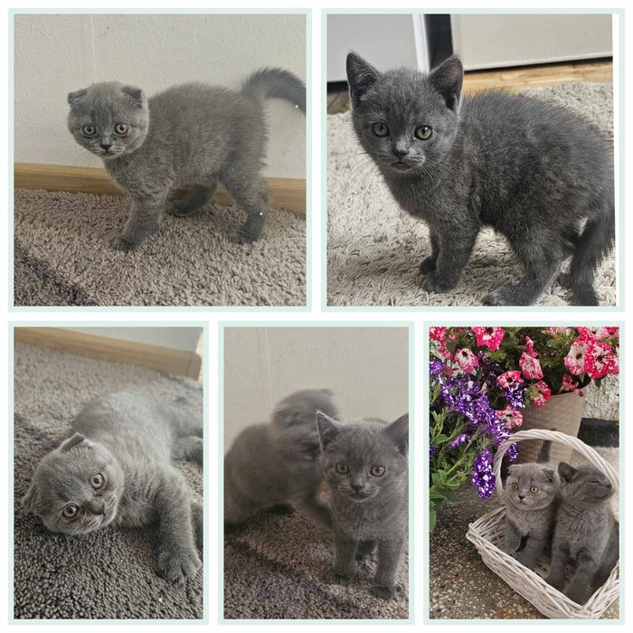 Британска късокосместа