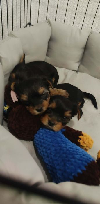 Йоркширски териер