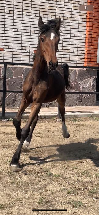 Продам жеребчика