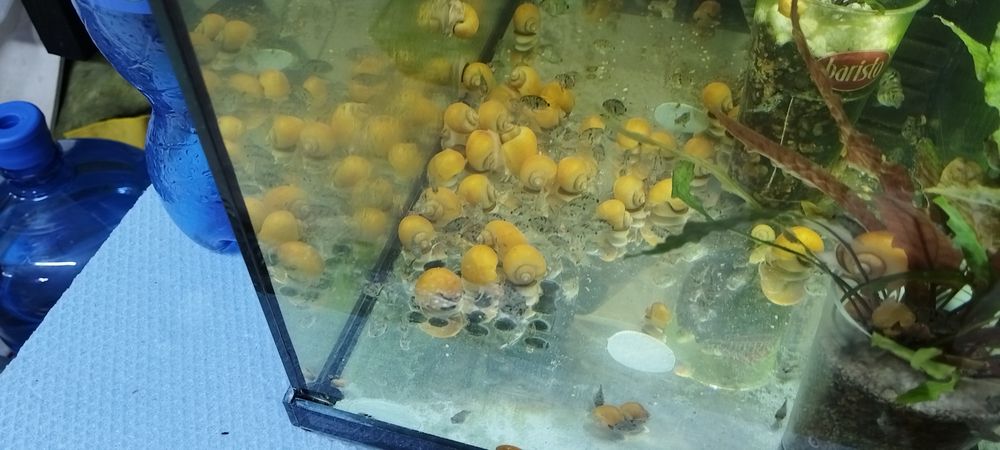 Охлюви Ампулария