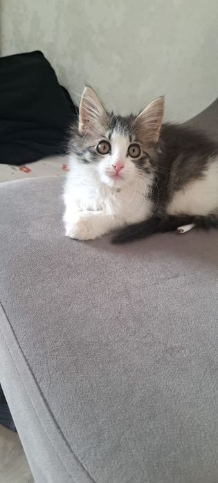 Кошечка отдам даром