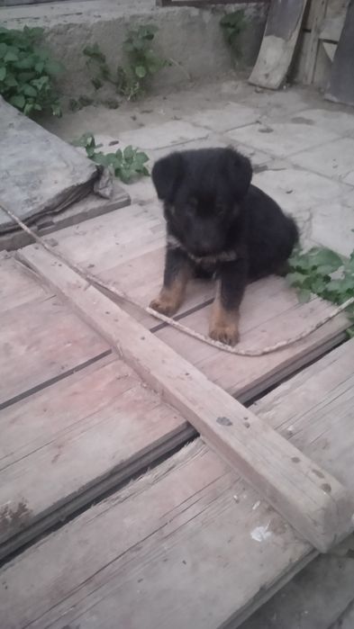Продам щенков овчарки