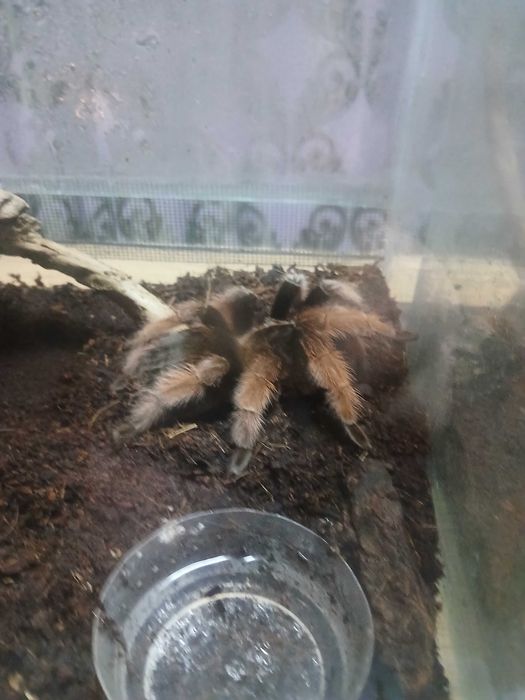 Паук птицыед брахипельма