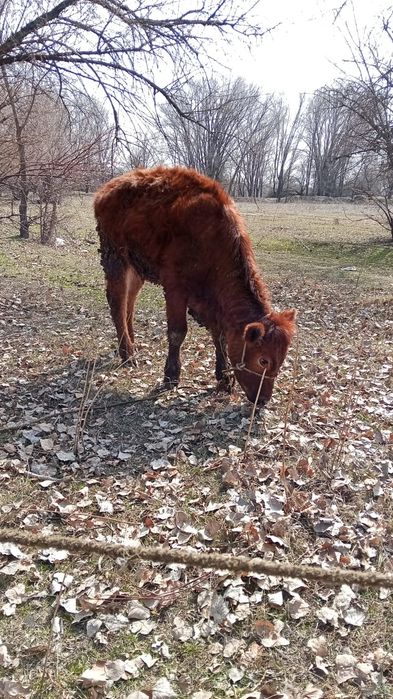 Тайынша сүтті сыйырдан туылған