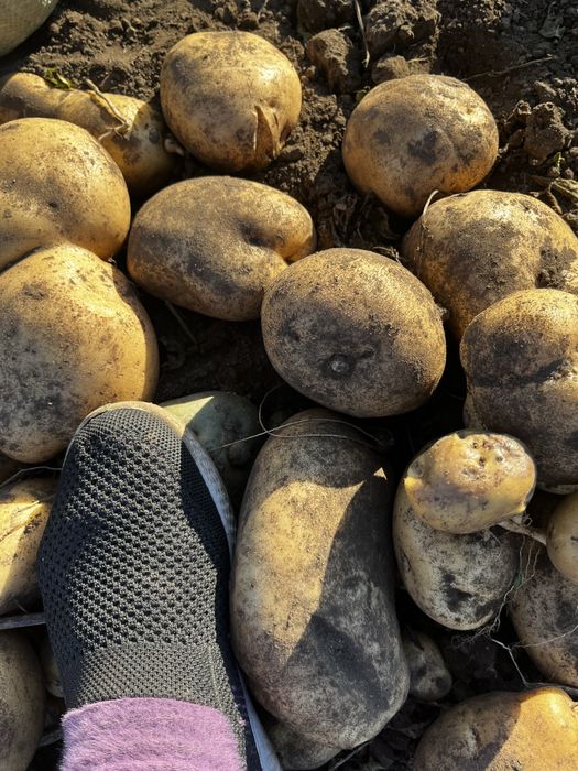 Картофель домашний