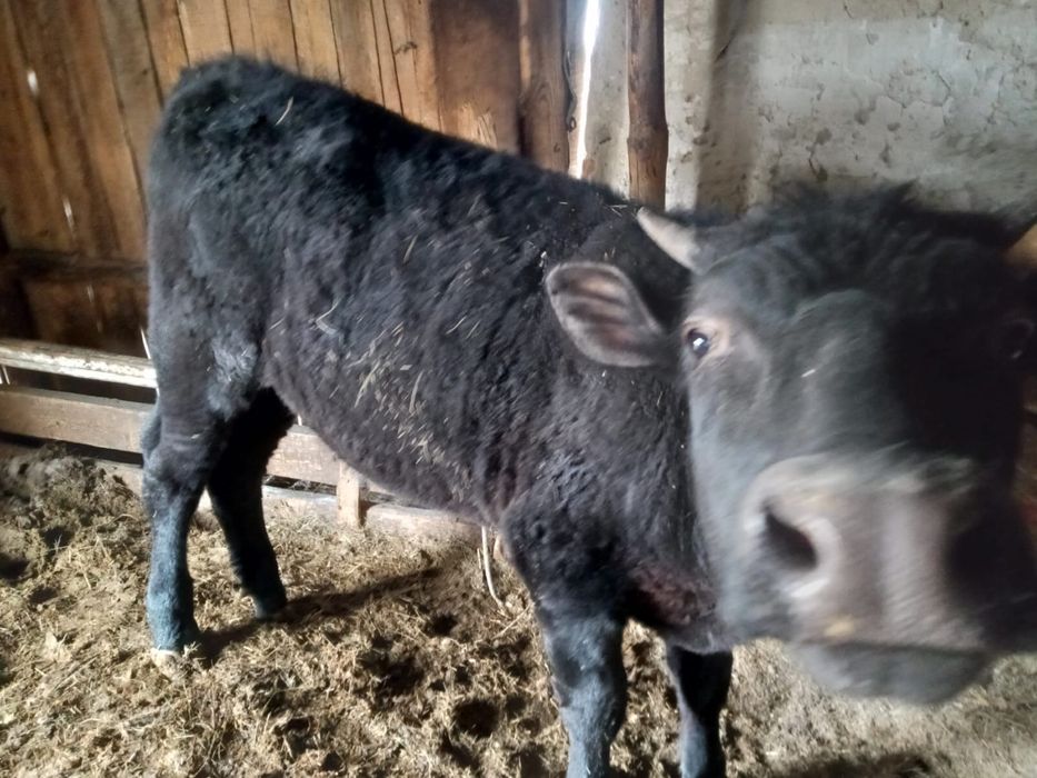 Продам продам…..