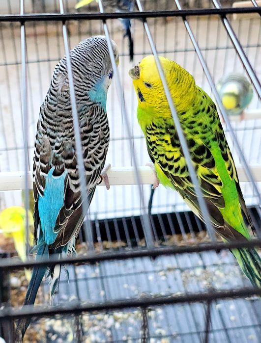 Волнистый попугай Valnisti para