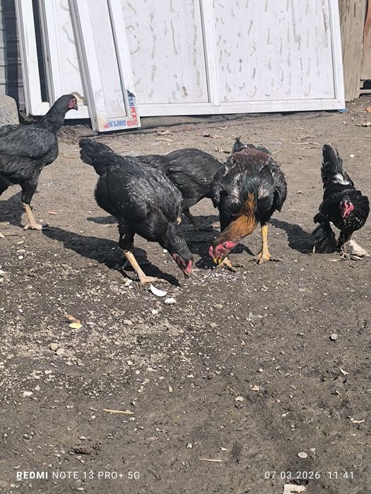 Боец Дакан и з курецы