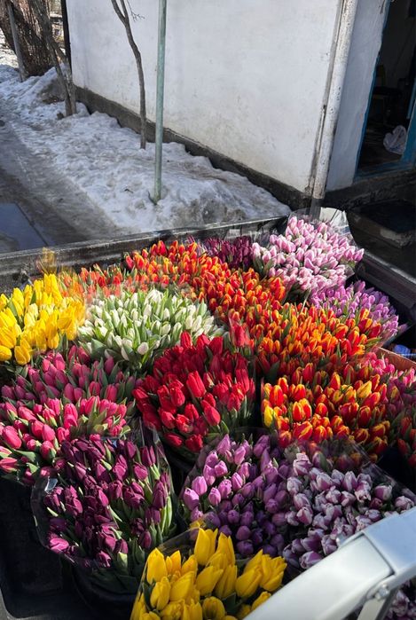 Тюльпаны отборные предзаказ