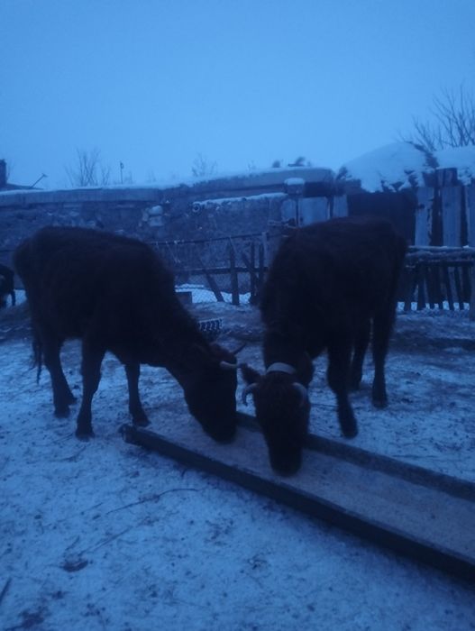 2 бас сиыр 5 бас падцостар