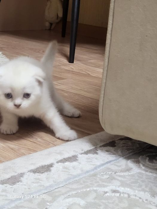 продам шотландский  котёнка