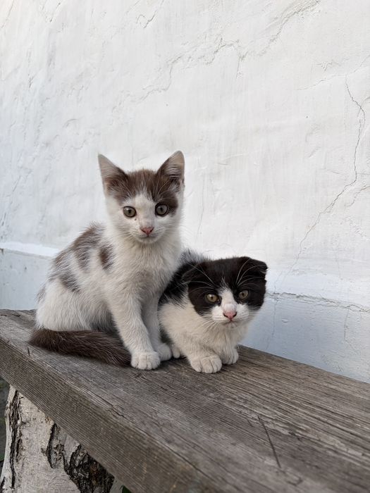 Отдам котят в добрые руки