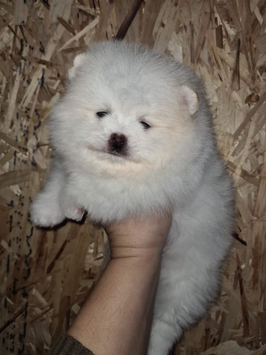 Померанский шпиц