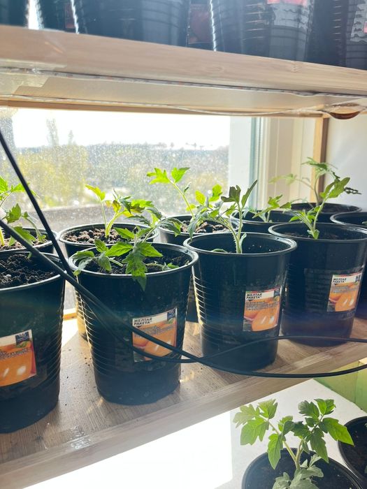 Проадю расаду испанский вид де бардо красны