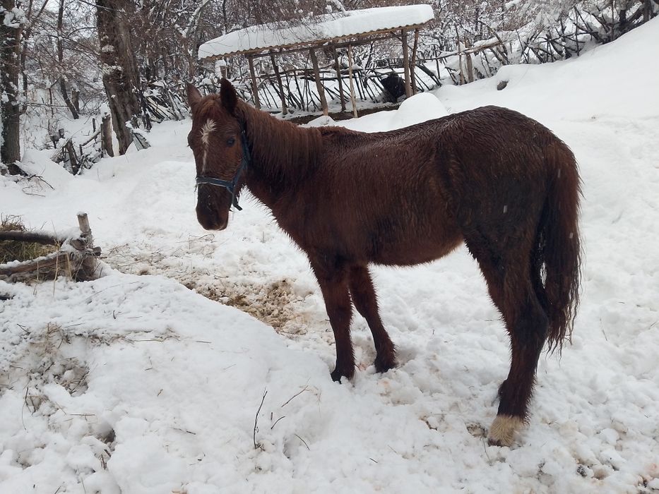 Продам тачка годовалый жеребчик