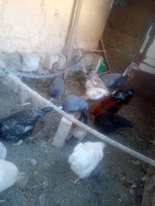 Тауықтар тауықтар тауықтар