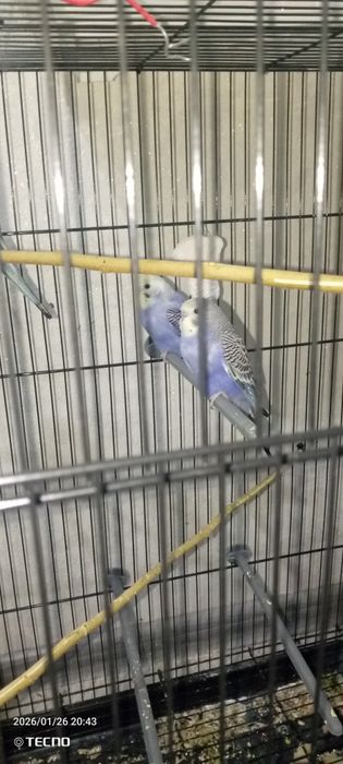 Волнистый попугай!