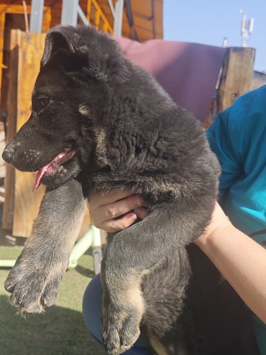 Щенки восточно-европейской овчарки