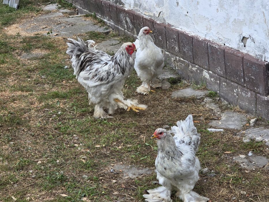 Gaini la flache brahma light