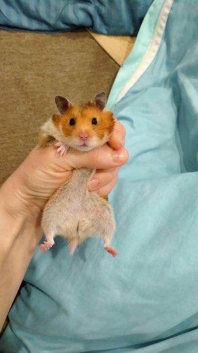 Продам хомяка 4 мес