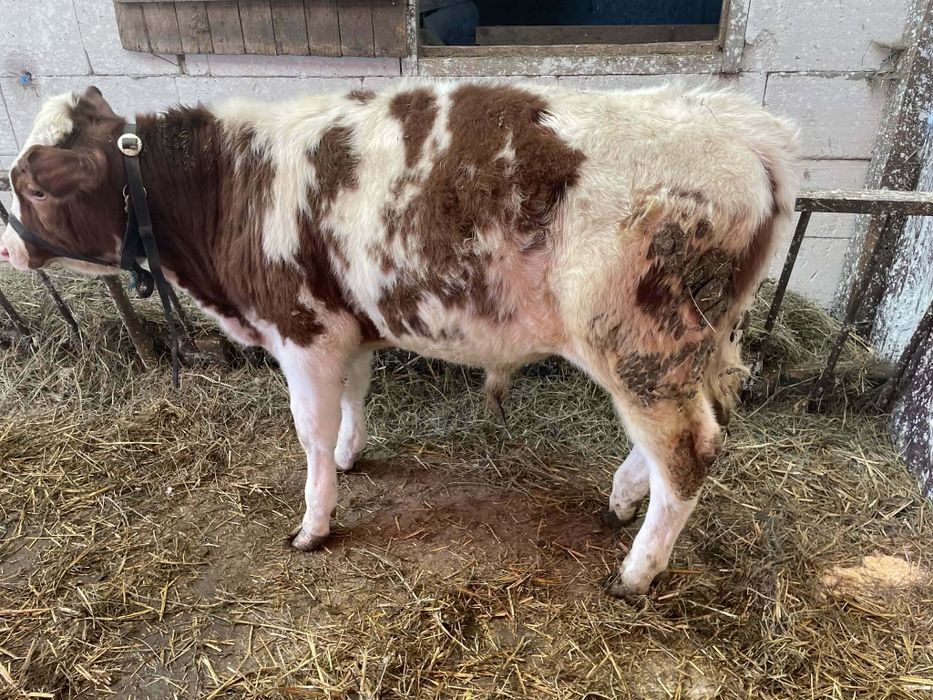 Vând un tăuraș balțat