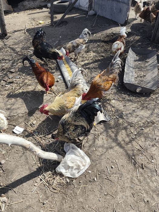 Продам петушков молодняк