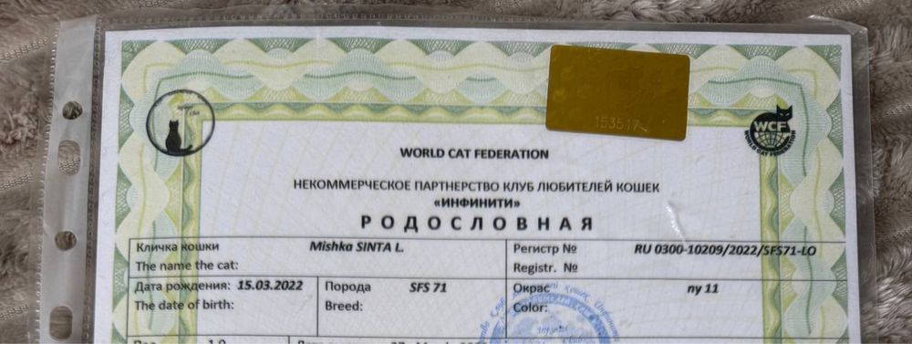 Rodoslovniy nyu11 okras zot olishga zoʻr mushuk.