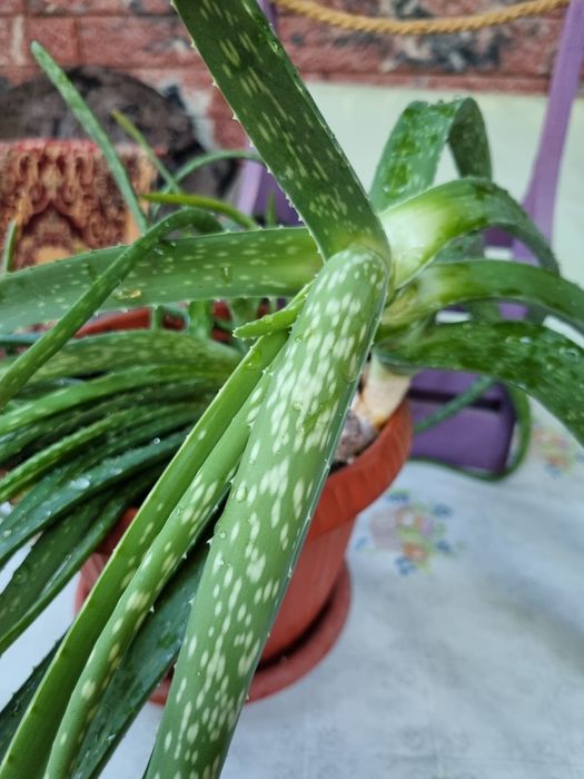 Алоэ Вера продам