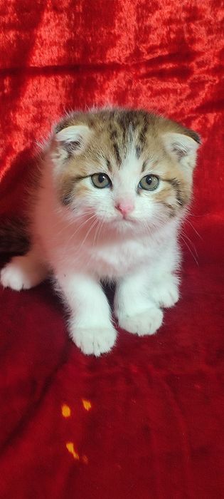 Продаются шотландские вислоухие