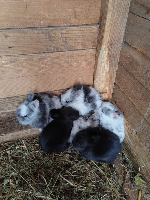 Iepurași pitici de companie