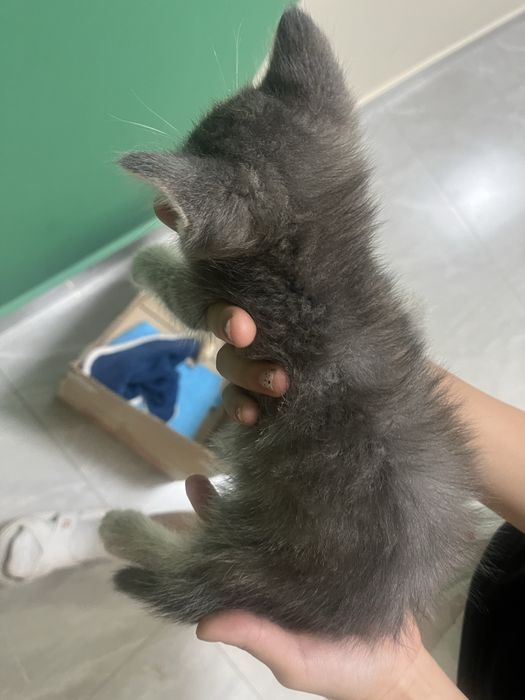 котенок домашни чистый