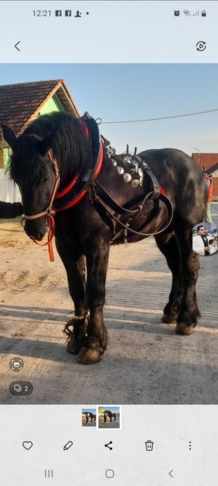 Vând armăsar de trei ani foarte cuminte
