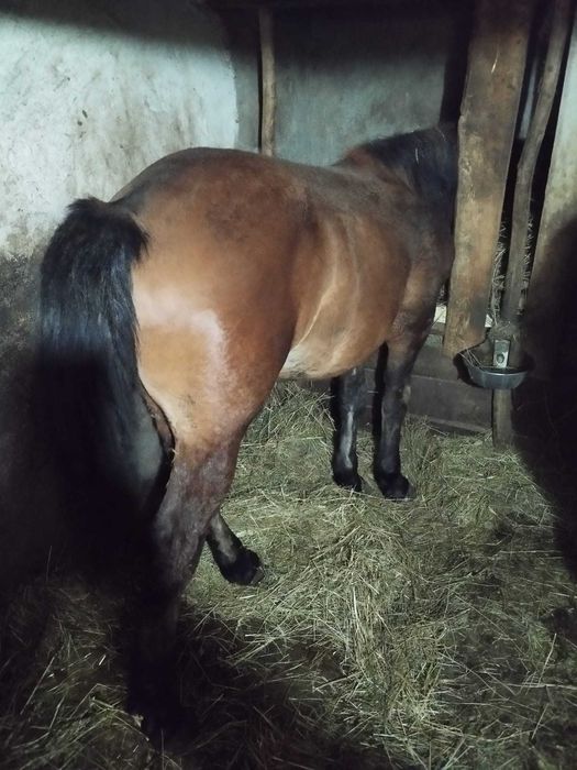 Vând vând vând mânz de 1 an necastrat