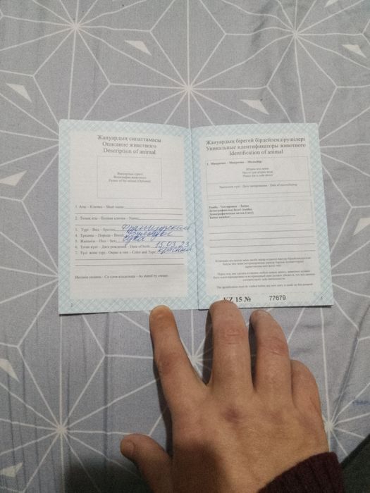 Продам французский бульдог