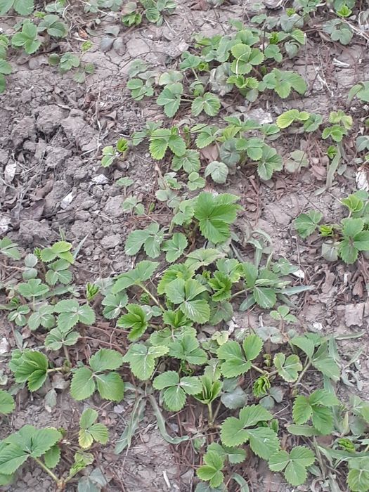 Саженцы Клубника