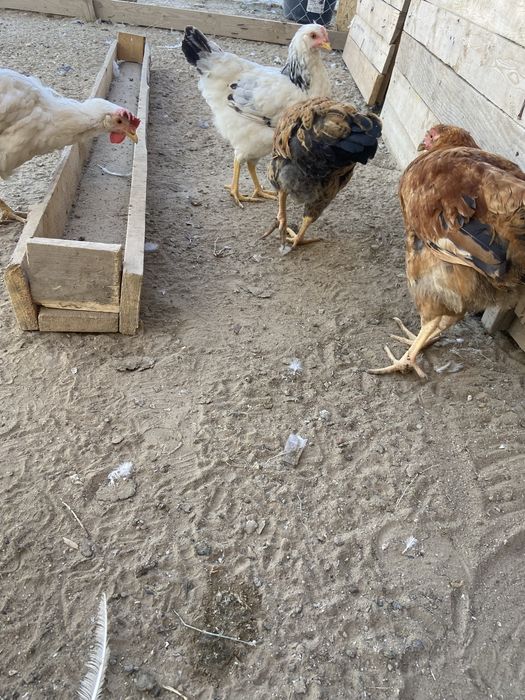 Продаются домашние куры