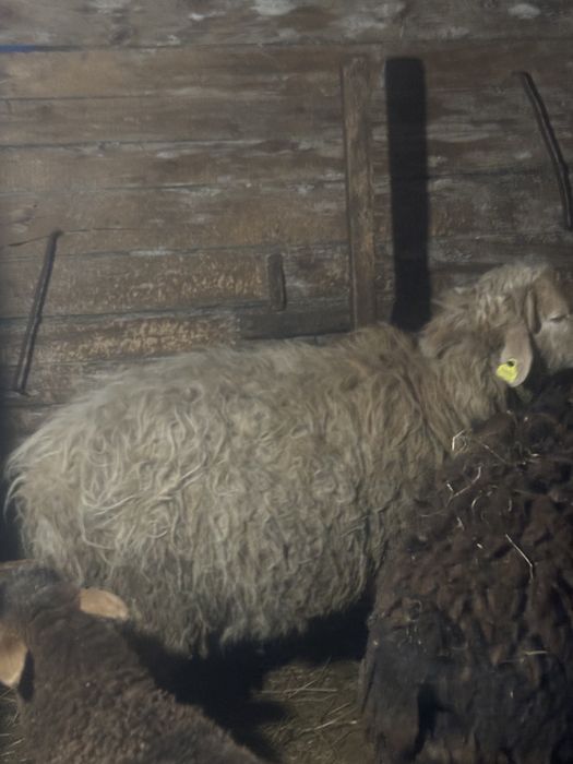 Продам кошкариков