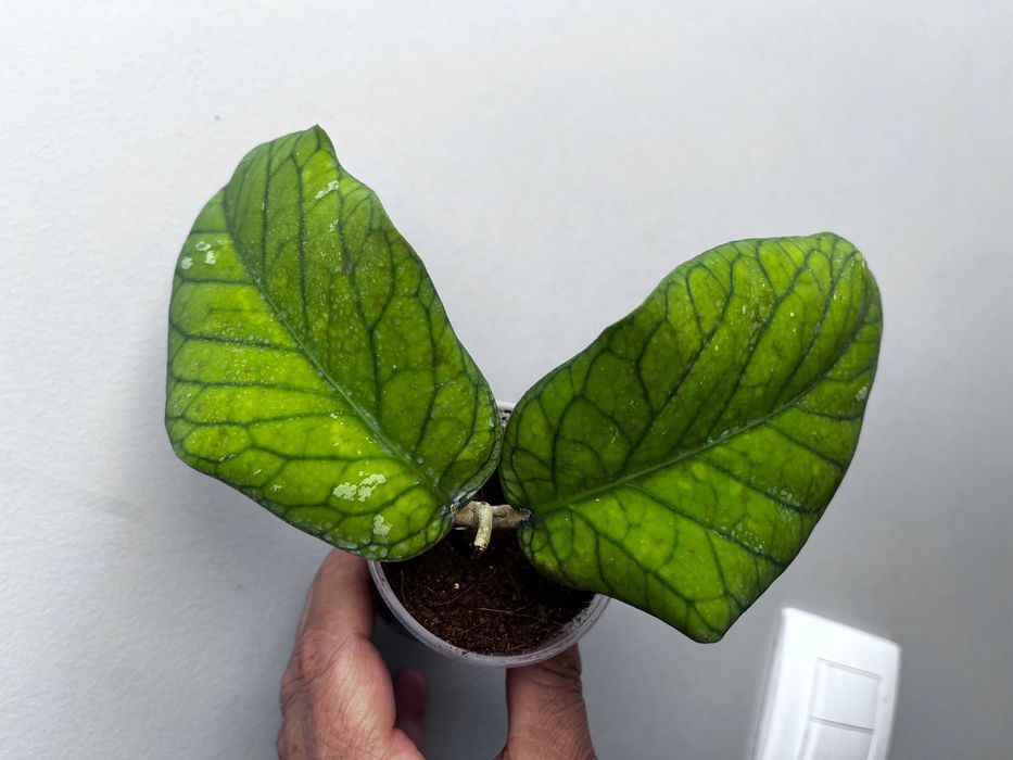 Хойи,  разные сорта