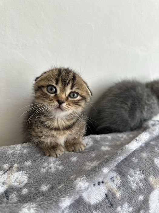 Продам вислоухих котят
