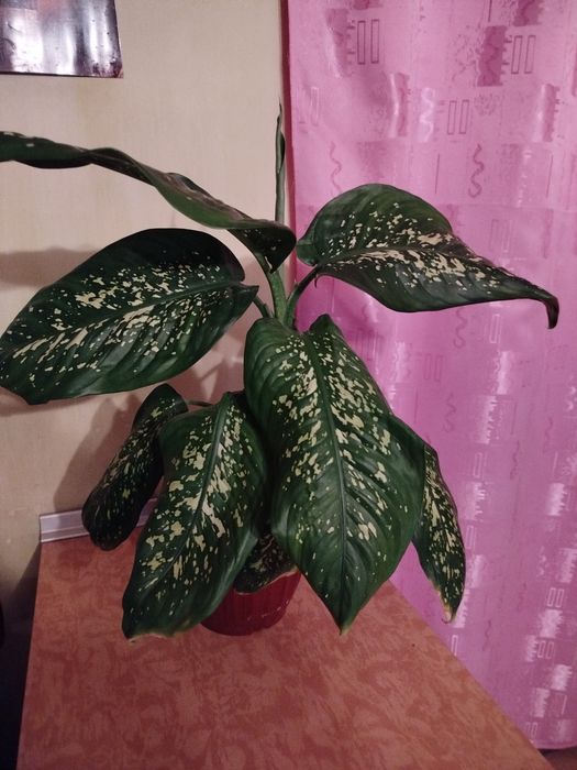 Комнатное растение Диффенбахия