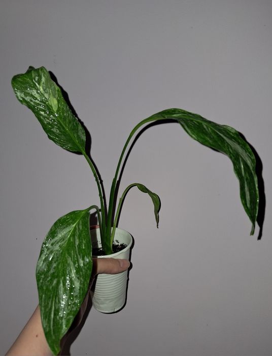 Спатифиллум Даймонд!