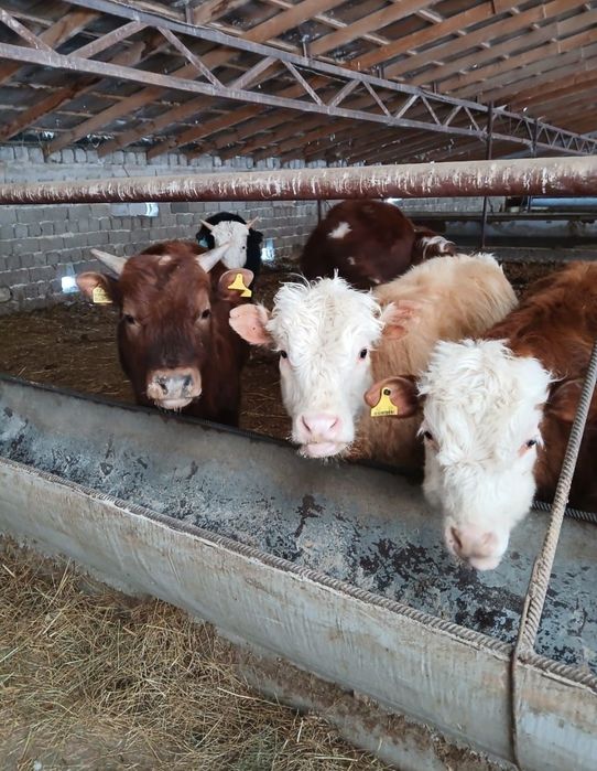 Ақбас патсостар бар