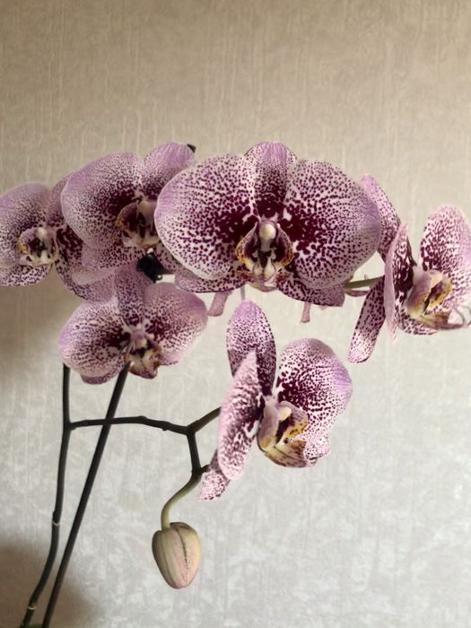 Фаленопсисы адаптированные взрослые