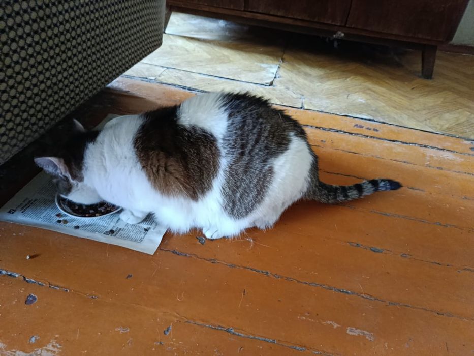 Отдам котика в хорошие руки