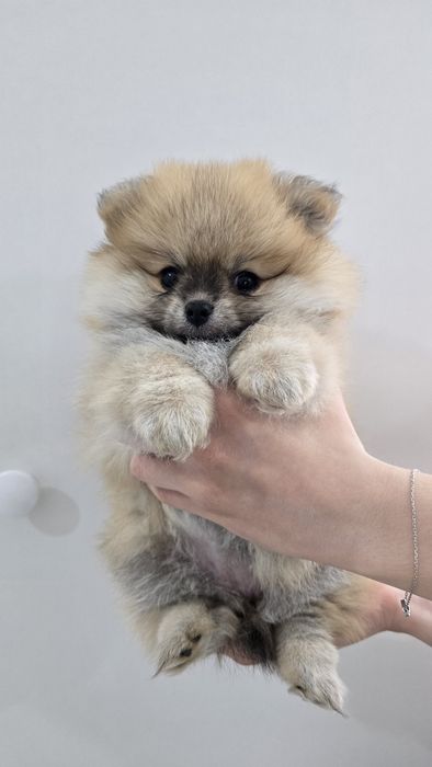 Продаются щенки шпица