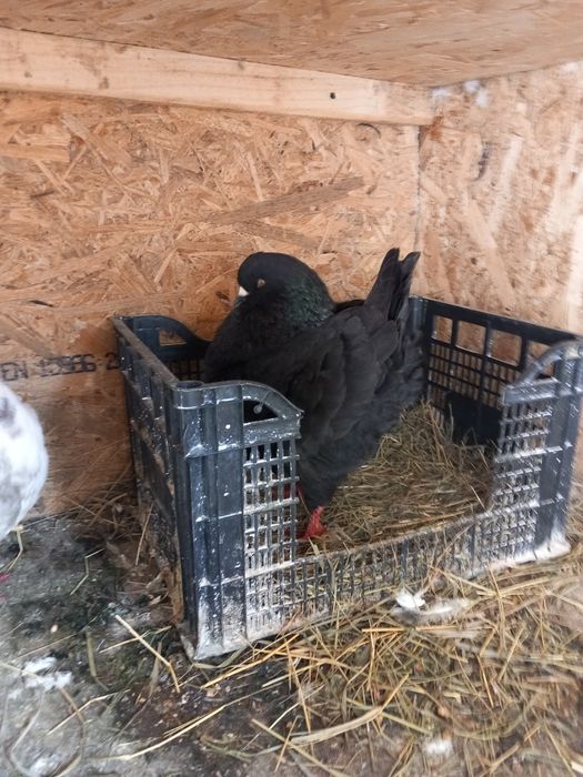 Porumbei kingi linia noua