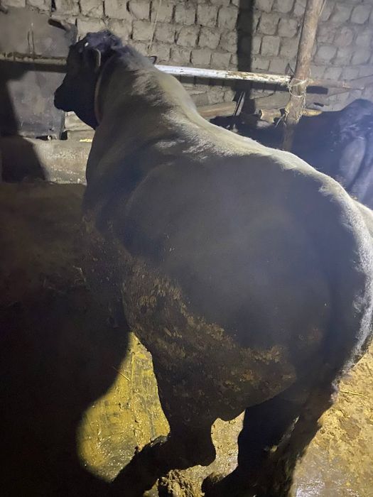 Angus va mesni mollar sotiladi