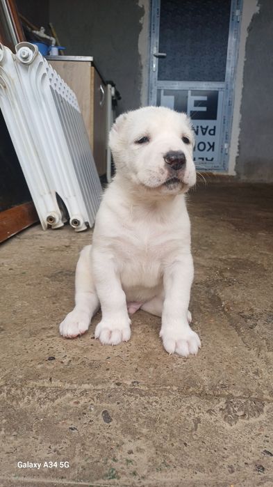 Продаются щенки Алабая