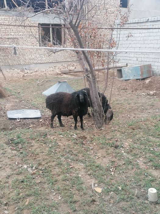 Продаётся КУЧКОР!!!