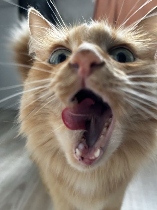 Потерялась кошка